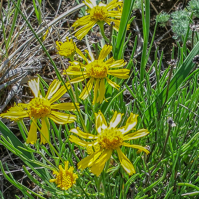 B07  Colorado Rubber Plant - Hymenoxys richardsonii